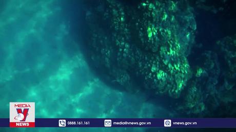 Nghiên cứu rạn san hô bằng thiết bị lặn không người lái AI