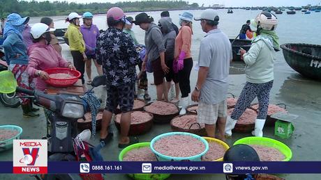 Nhộn nhịp mùa ruốc biển Đà Nẵng