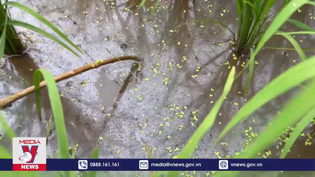 Nguy hiểm từ việc bẫy chuột bằng điện