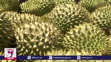 Việt Nam vươn lên vị trí số 1 về xuất khẩu sầu riêng vào Trung Quốc
