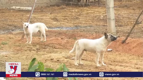 Quảng Bình đẩy nhanh tiến độ tiêm phòng, chống bệnh dại