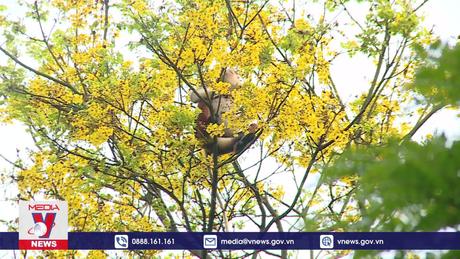 Rực rỡ mùa hoa lim xẹt trên bán đảo Sơn Trà