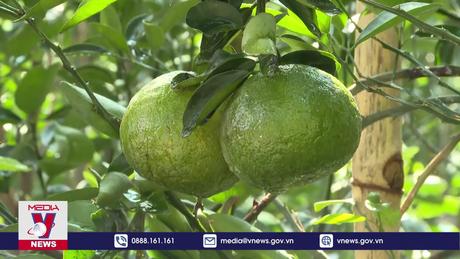 Nhà vườn trồng cam sành ở Trà Vinh thất thu