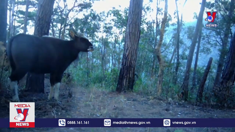 Ghi nhận quần thể Bò tót và nhiều động vật quý hiếm tại VQG Phước Bình