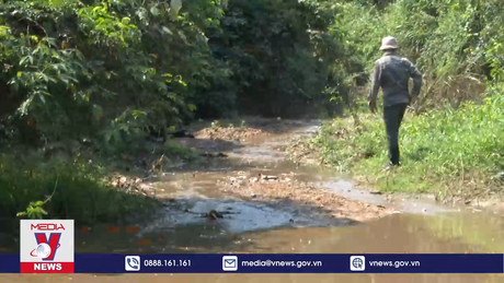 Nước xả thải từ trang trại nuôi lợn vượt quy chuẩn