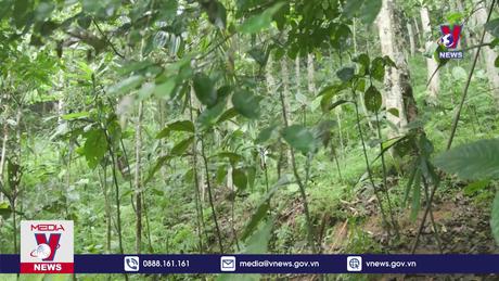 Tháo gỡ khó khăn cho hoạt động xuất khẩu dược liệu 