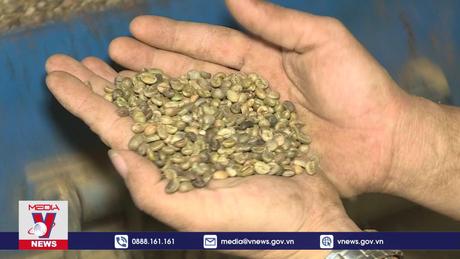 Xuất khẩu cà phê quí I tăng mạnh nhưng lo nhiều