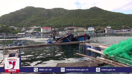 Tôm hùm ở Khánh Hòa chết hàng loạt do nắng nóng