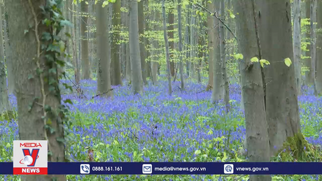 Rừng hoa chuông xanh nở rộ ở Bỉ