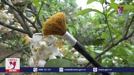 Mùa “se duyên” cho bưởi tiến Vua 