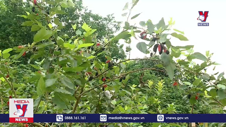 Thu nhập ổn định từ trồng dâu vùng ngoại thành Hà Nội 