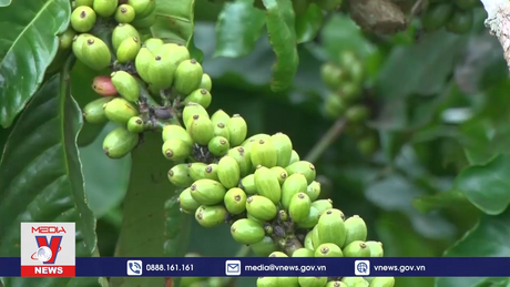 Đồng bào Ba Na chuyển hướng canh tác cà phê bền vững