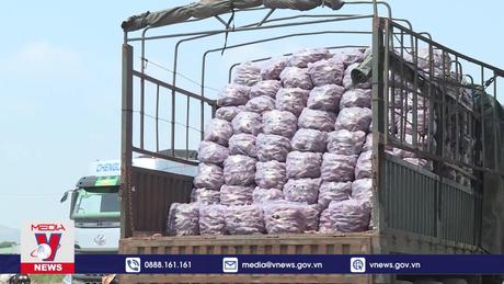 Tìm lối rẽ cho khoai lang Gia Lai khi thị trường biến động