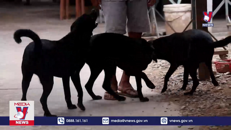 Số người bị chó, mèo cắn tăng