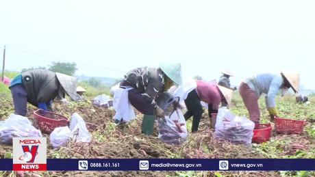 Kết nối doanh nghiệp thu mua khoai lang chính vụ