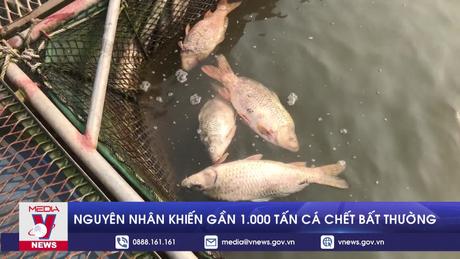 Nguyên nhân khiến gần 1.000 tấn cá chết bất thường