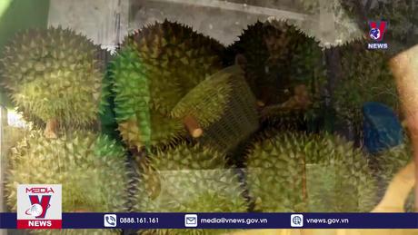 Sầu riêng hạ nhiệt, nhà vườn Cần Thơ vẫn có lãi