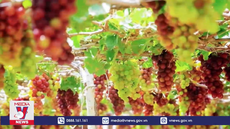 Nho Ninh Thuận bị ảnh hưởng nắng nóng