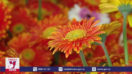 Đưa hoa đồng tiền về trên đất lúa