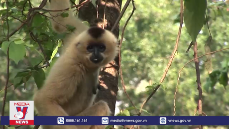 Quảng Bình kêu gọi không ăn thịt thú rừng