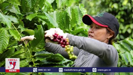 Xuất khẩu bền vững cà phê còn nhiều thách thức