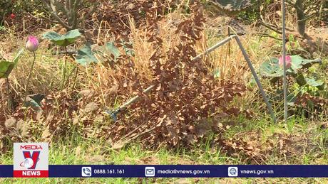 Nhà vườn TP.HCM chật vật ứng phó khô hạn