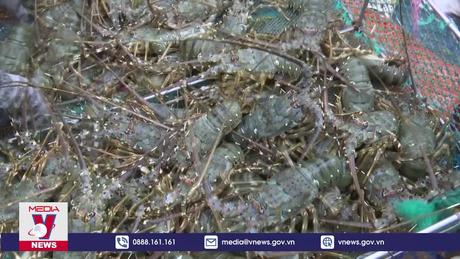 Trung Quốc sẽ tạo cơ chế đặc biệt cho tôm hùm bông Việt Nam