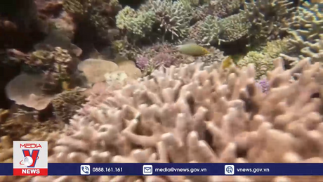 EU chi 3,5 tỷ euro bảo vệ đại dương