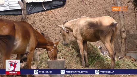 Nguy cơ đảo ngược quá trình phát triển ở các nước nghèo