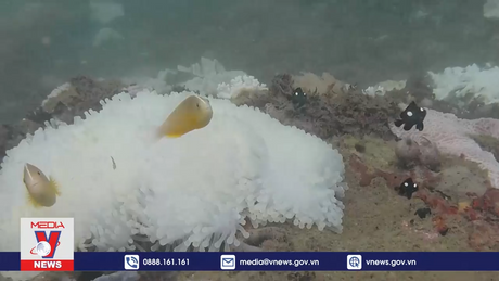 Sắp xảy ra sự kiện tẩy trắng san hô hàng loạt lần thứ 4