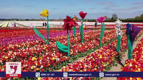 Rực rỡ những cánh đồng hoa tulip ở Hà Lan
