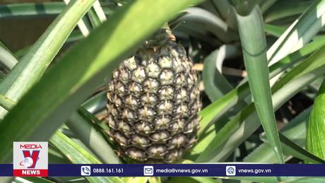 Sản xuất nông nghiệp “thuận thiên” để phát triển bền vững