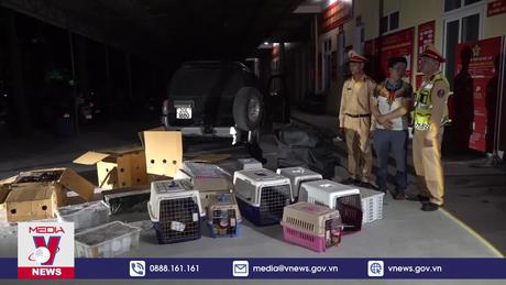 Nghệ An bắt vụ vận chuyển trái phép động vật hoang dã số lượng lớn