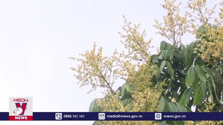 Mùa con ong đi tìm mật ở Hưng Yên