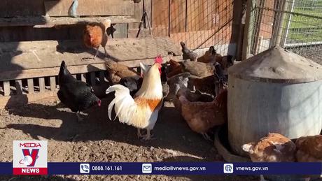 WHO cảnh báo nguy cơ virus cúm gia cầm tiến hóa nguy hiểm