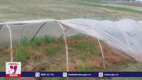 Hơn 20 ha diện tích lúa bị nhiễm mặn ở Quảng Ninh