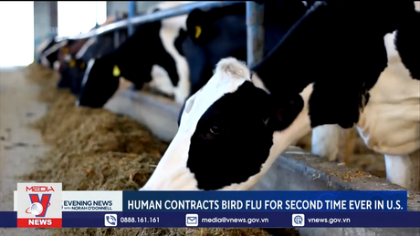 Phát hiện virus H5N1 trong sữa bò