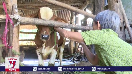 Hỗ trợ hộ nghèo ở Phú Yên nuôi bò sinh sản