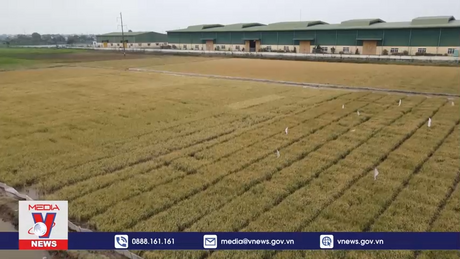 Thái Bình khẩn trương xử lý sự cố rò rỉ khí Amoniac