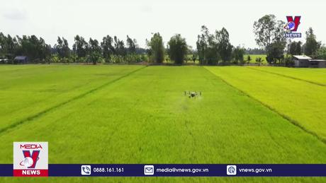 Việt Nam có 9 giống gạo thơm được miễn thuế sang EU 