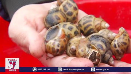 Mô hình nuôi ốc hương cho giá trị cao ở Nam Định