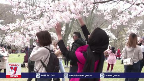 Sắc xuân ngập tràn Toronto