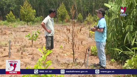 Nắng hạn kéo dài khiến hàng ngàn hecta cây trồng chết mòn 