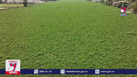 Lục bình dày đặc gây cản trở lưu thông trên sông Vàm Cỏ Đông 