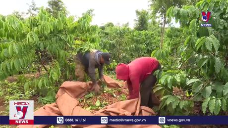 Nông dân lãi lớn nhờ tăng giá kỷ lục 