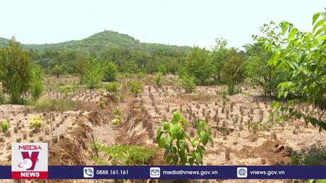 Bình Phước ban hành kế hoạch ứng phó hạn hán