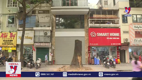 Nghịch lý cây xanh ở Hà Nội 