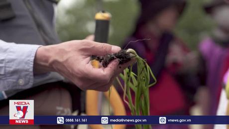 Nhật Bản trồng cỏ biển để thu giữ carbon