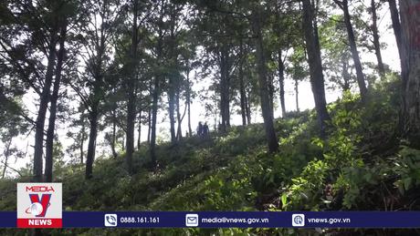 Bảo vệ những cây Pơ mu cuối cùng trên đất Mù Cang Chải