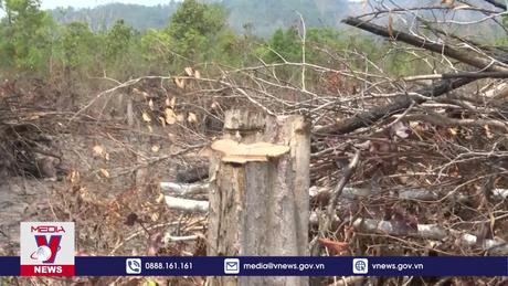 Phát hiện vụ phá rừng nghiêm trọng giáp ranh Gia Lai - Đắk Lắk